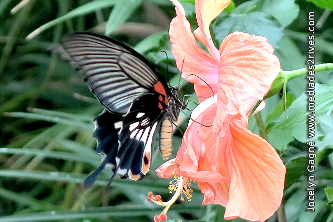 Papillons en Fête 2014